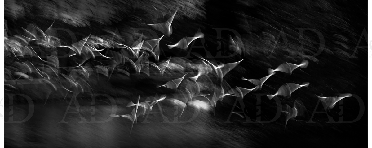 Seagulls 5 B&W