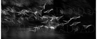 Seagulls 5 B&W