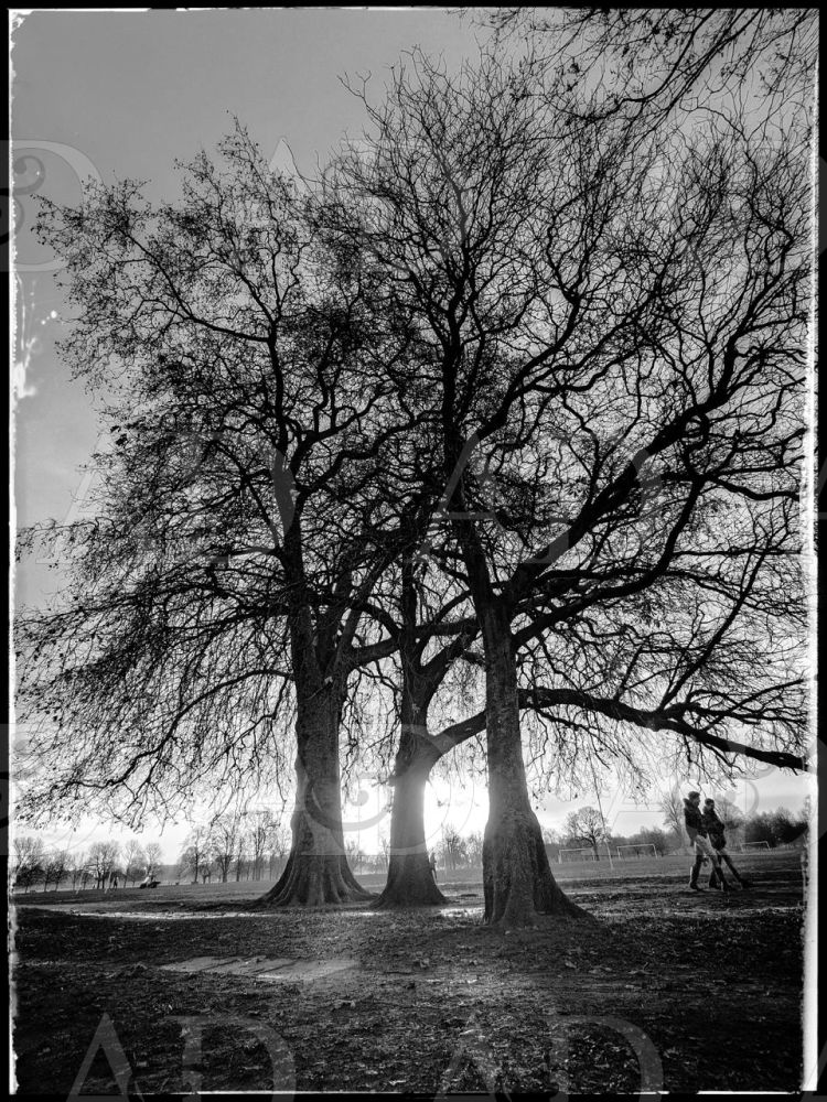 Three Trees